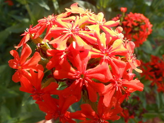 Red flower of spheric form close-up.