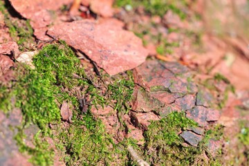 Red sandstone with moss