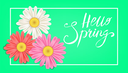 Hello Spring banner. Hand drawn lettering. Background with chamomile, daisy. Spring Time template, flyer, posters, brochure. Happy spring Day. Fashionable styling. Flower vector isolated
