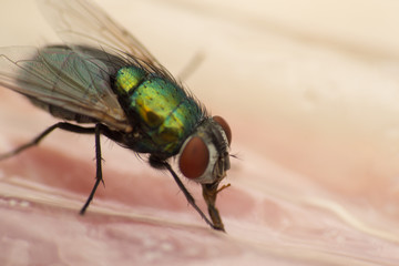mouche