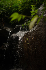 Beautiful landscape of asian Jungle with small creek in Bali