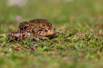 Crapaud
