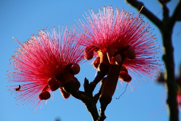 Pink Shaving Brush Tree