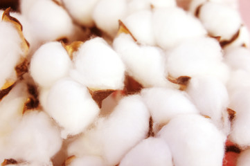 branch of white cotton flowers. Cotton branch on pink background Delicate white cotton flowers.