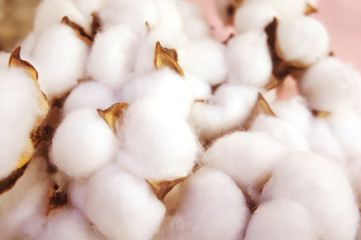 branch of white cotton flowers. Cotton branch on pink background Delicate white cotton flowers.