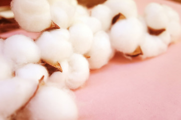 branch of white cotton flowers. Cotton branch on pink background Delicate white cotton flowers.