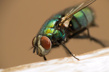 mouche