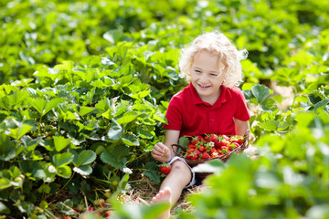 Kids pick strawberry on berry field in summer