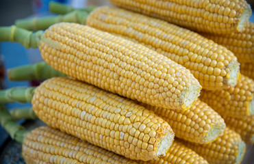 Fresh and healthy Corn starchy vegetable cereal grains.