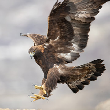 Ein freigestellter Steinadler in der Seitenansicht setzt zum Zugriff an