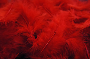Obraz premium red feathers background. Elegant feminine background passionate