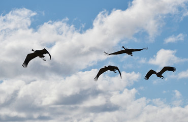 Kraniche fliegen 
