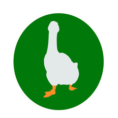 oie, oiseau, canard, animal, blanc, ferme, isolé, nature, oie, bec, poulet, domestique, volaille, gazon, empennage, foie gras, oiseau, empennage, agricultura, animal, oiseau, faune,  vert, bétail, sau