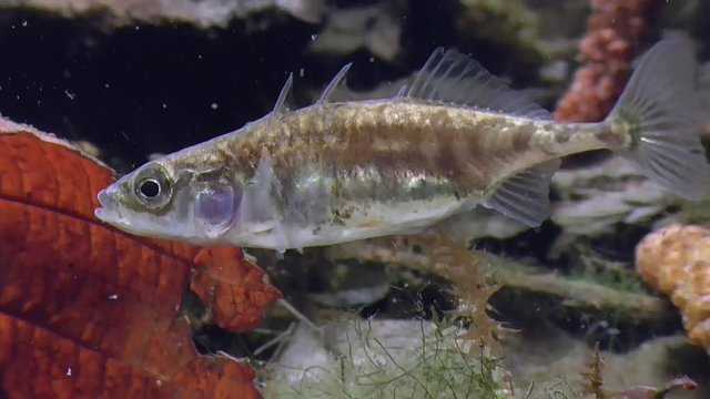 Dreistachliger Stichling, &nbsp;three-spined stickleback, Gasterosteus aculeatus