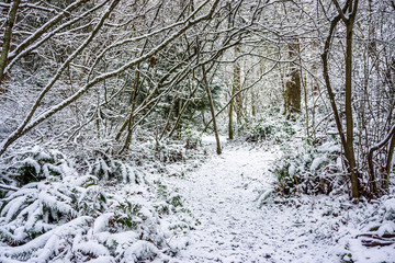 Trail Through The Snow 3