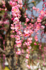 太宰府天満宮の梅の花