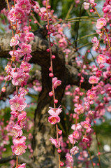 太宰府天満宮の梅の花