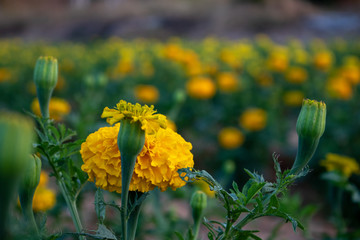 Obraz premium Beautiful natural scenery