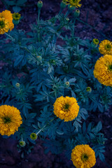 Fototapeta na wymiar Beautiful marigold flower in the garden, Top view