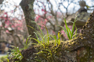 梅の木に着生した植物