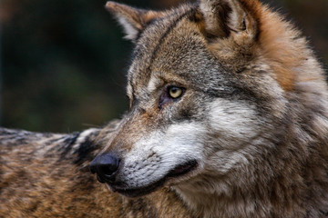 Wolf im Profil