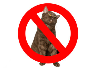 Prohibition sign on the background of the cat. Cats, as the cause of allergies