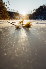 plants in ice