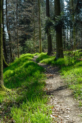 Footpath with grass either side going through a mixed wood