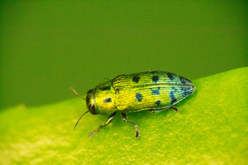 insecte