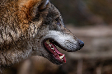 Wolf zeigt Zähne © Michael Eichhammer