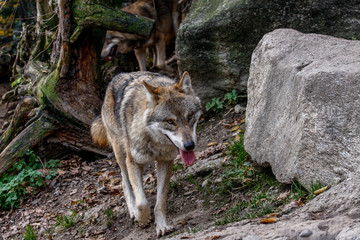 Wolf geht durch Wald