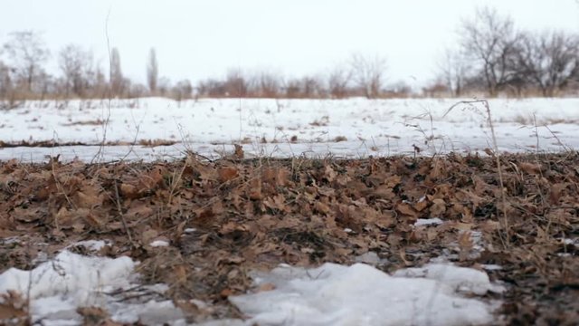 Winter field wind and leaves
