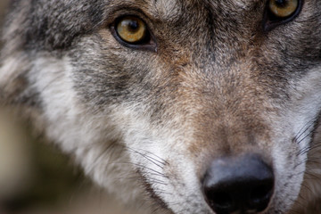 Wolf - Nahaufnahme Augen