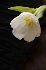 Background with flower  - beautiful white tulip