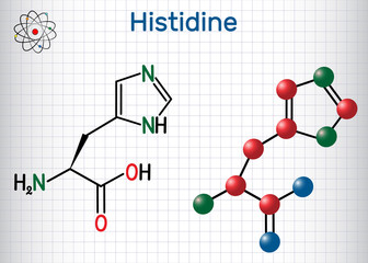 Histidine (L- histidine , His, H) amino acid molecule. It is used in the biosynthesis of proteins. Sheet of paper in a cage. Structural chemical formula and molecule model