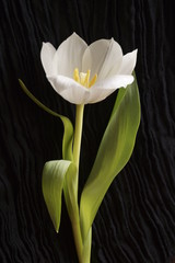 Background with flower  - beautiful white tulip