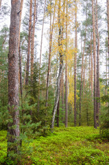 Trees in the forest with green growth 