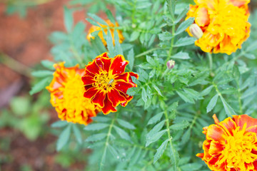 Fototapeta premium Flowers in the garden