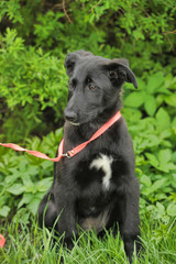 Naklejka premium Black puppy for a walk