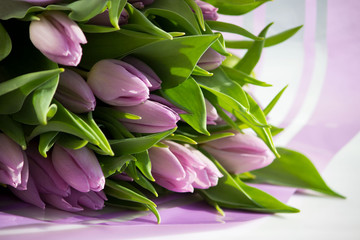 Beautiful bouquet of many small violet tulips Tulipa for celebration