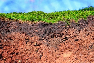 Topsoil of an Arenosol with moss ,closeup of a soil