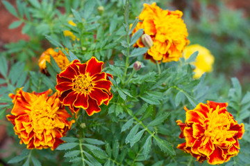 Flowers in the gardem