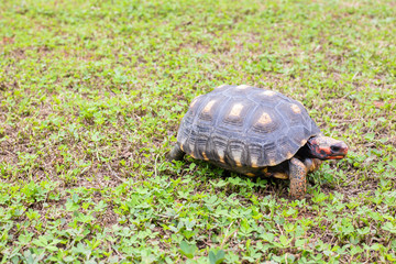 turtle on green grass