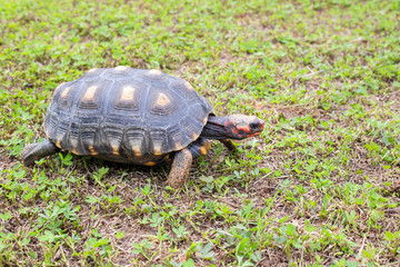 turtle on the grass