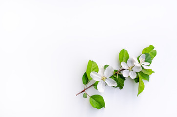Branch of blossoming apple tree on a white background