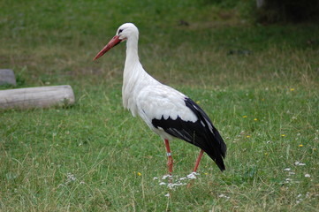 cigogne alsace