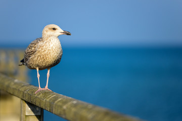Eine Möve sitzt am Meer auf einem Holzbalken