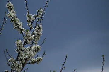 kwiaty wiśni © byMishka