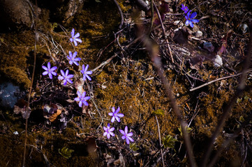 fioletowe kwiaty © byMishka