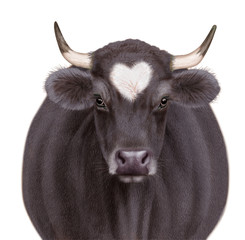vache laitière,  amour, coeur, animal, ferme, bétail, de face, , noir, agriculture, blanc, gazon, bétail, boeuf, , mammifère, rural, champ, nature, prairie, alpage, brun, taureau, tête, portrait, noir